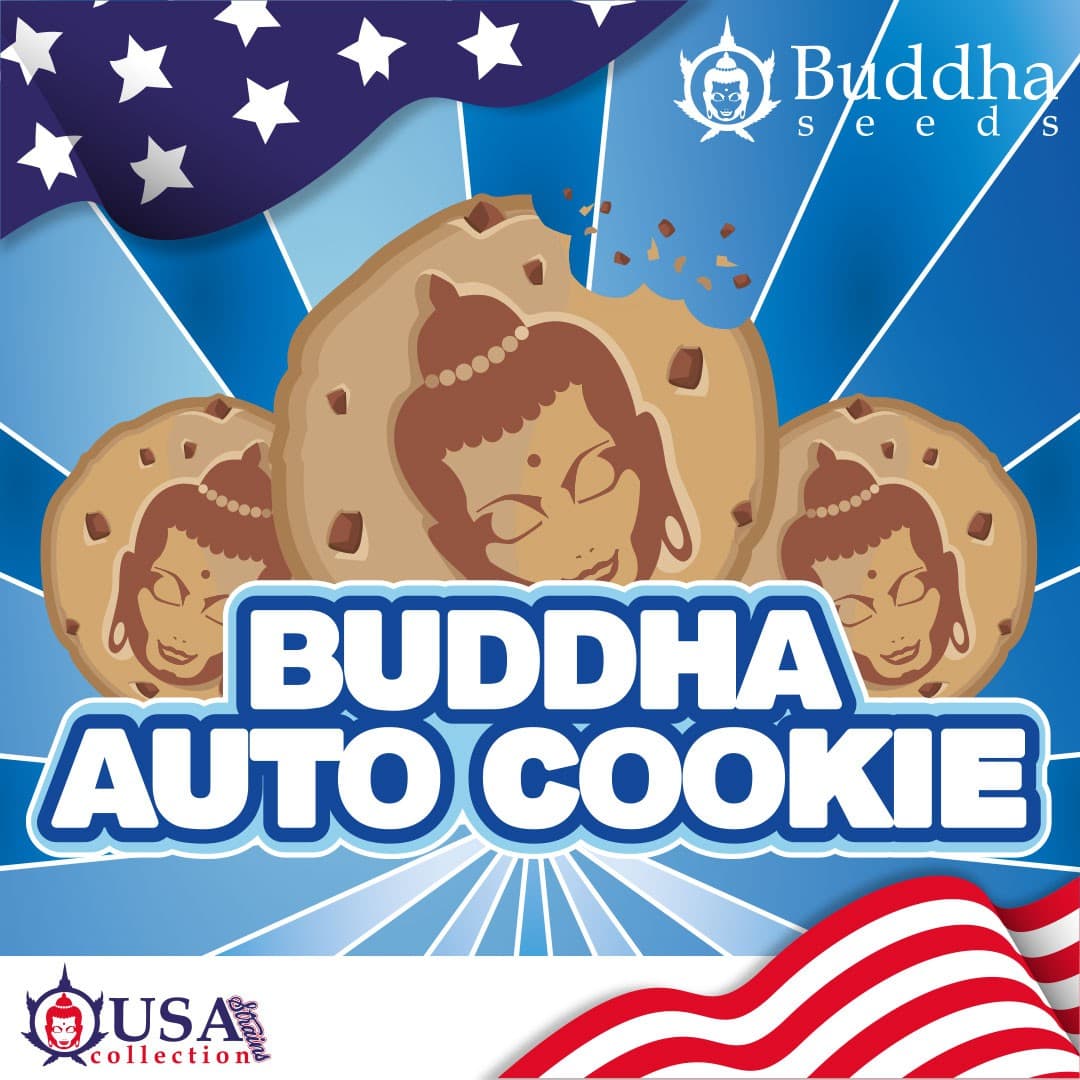 Buddha Auto Cookie Seeds