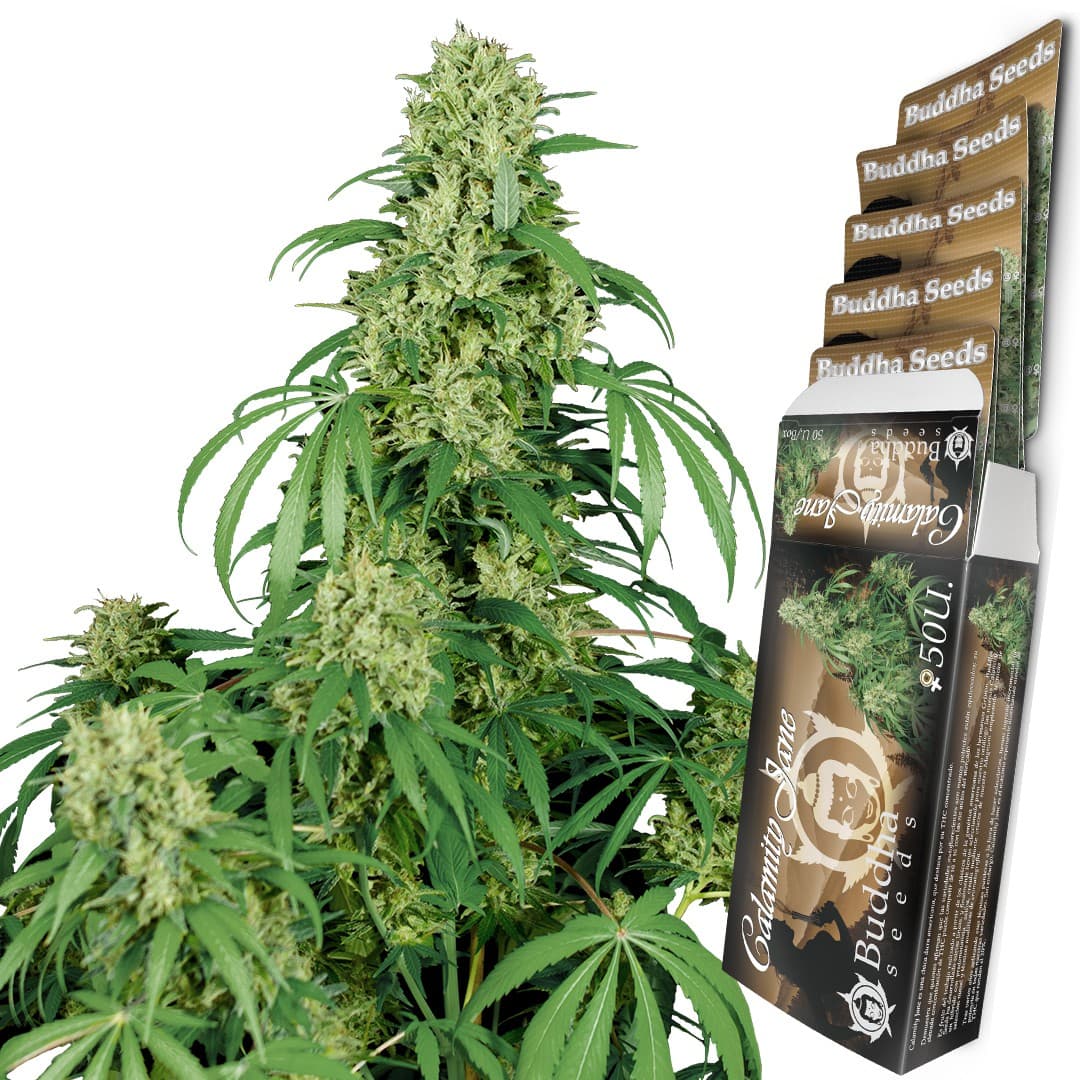 Calamity Jane Auto Seeds