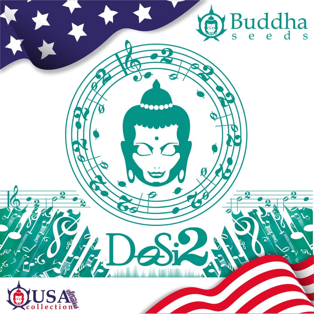 Buddha DoSi2 Seeds