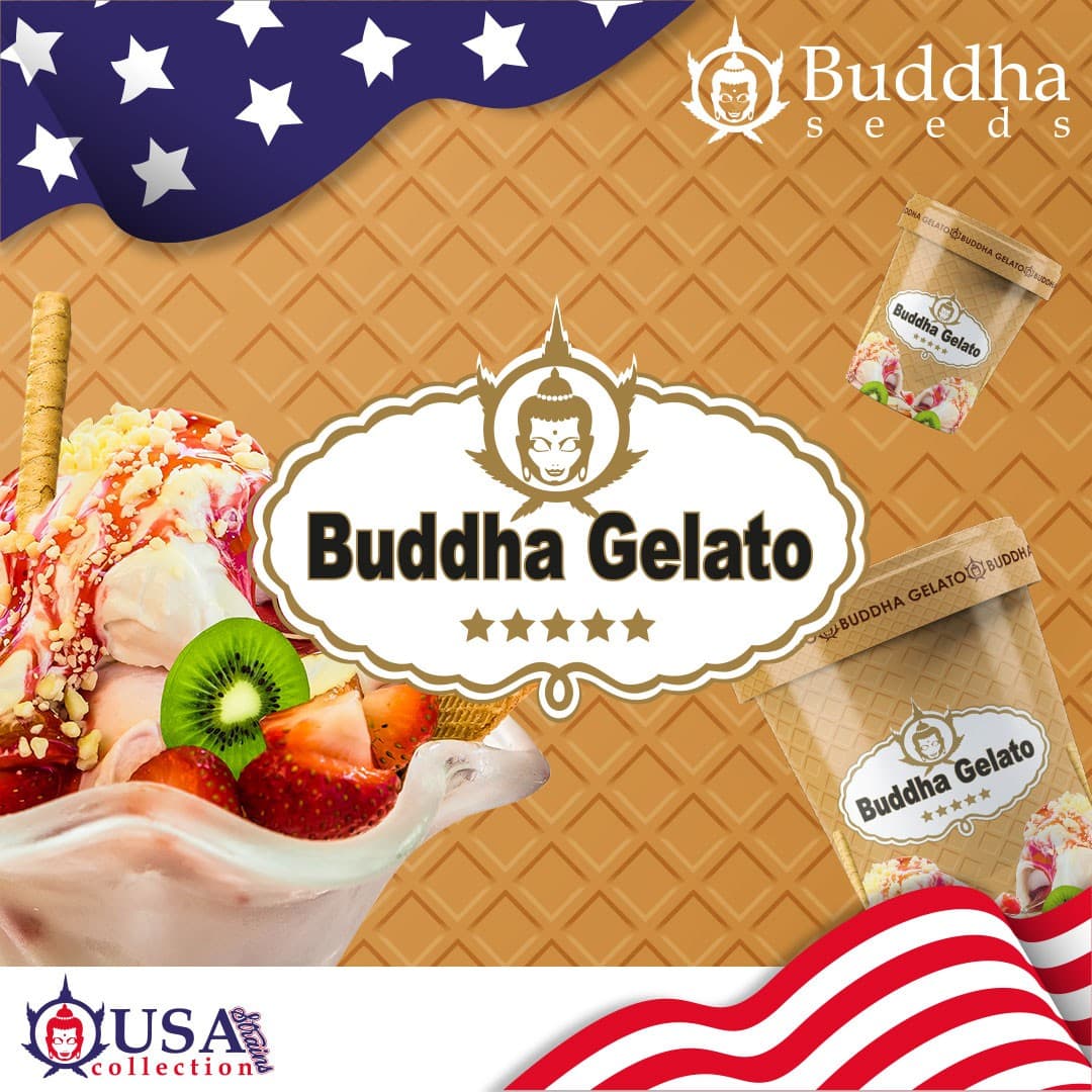 Buddha Gelato Seeds