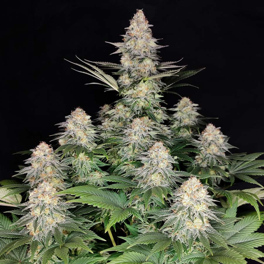 Kraken Seeds