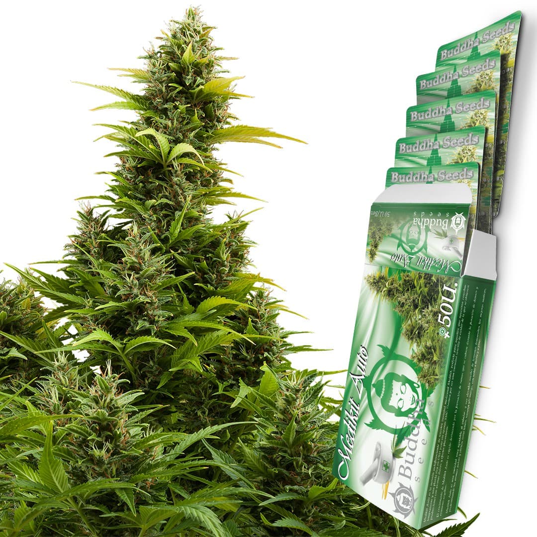 Medikit Auto Seeds