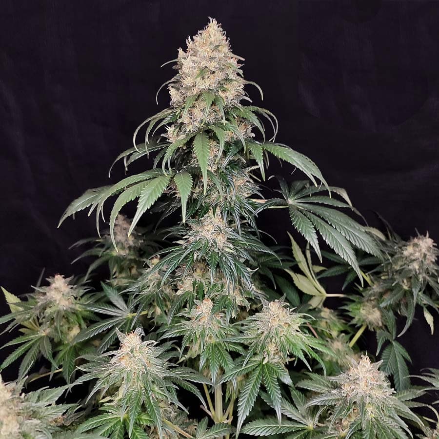 Medikit Seeds