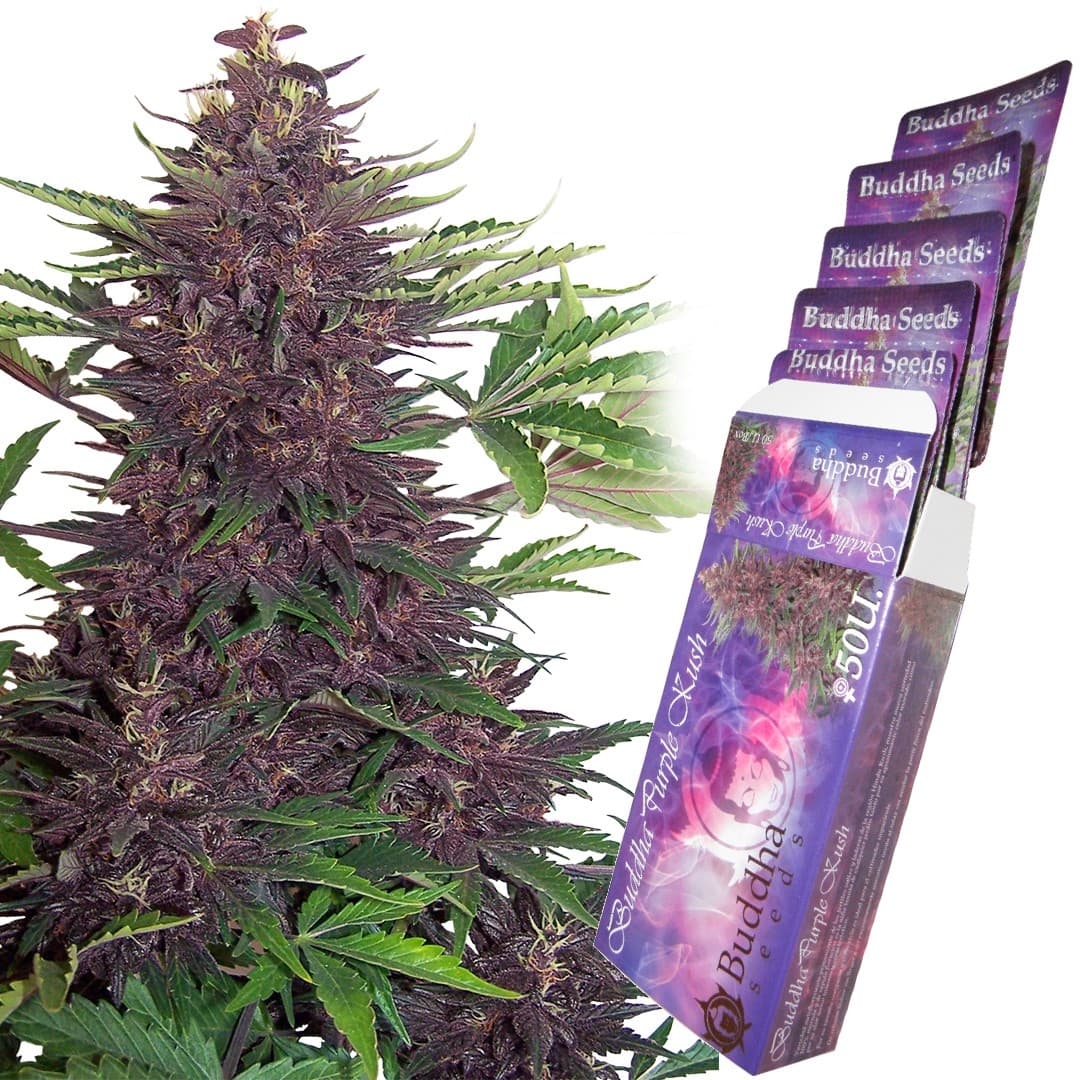 Buddha Purple Kush Auto Seeds