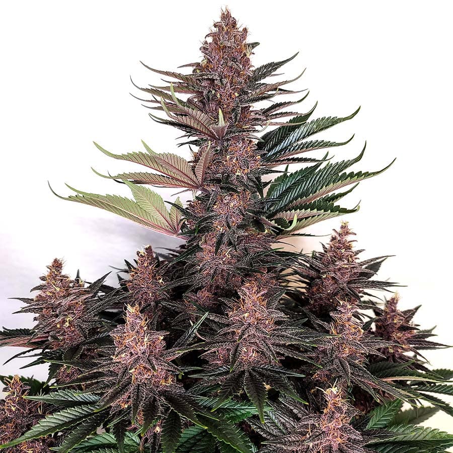 Buddha Purple Kush Seeds
