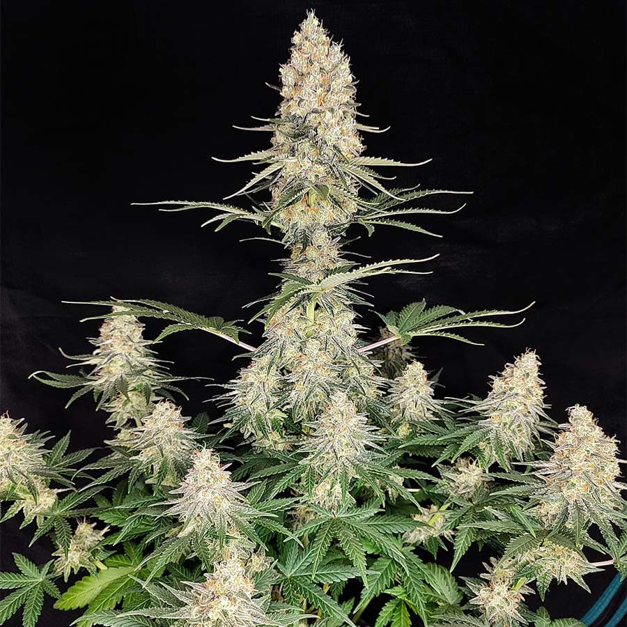 Quasar Seeds