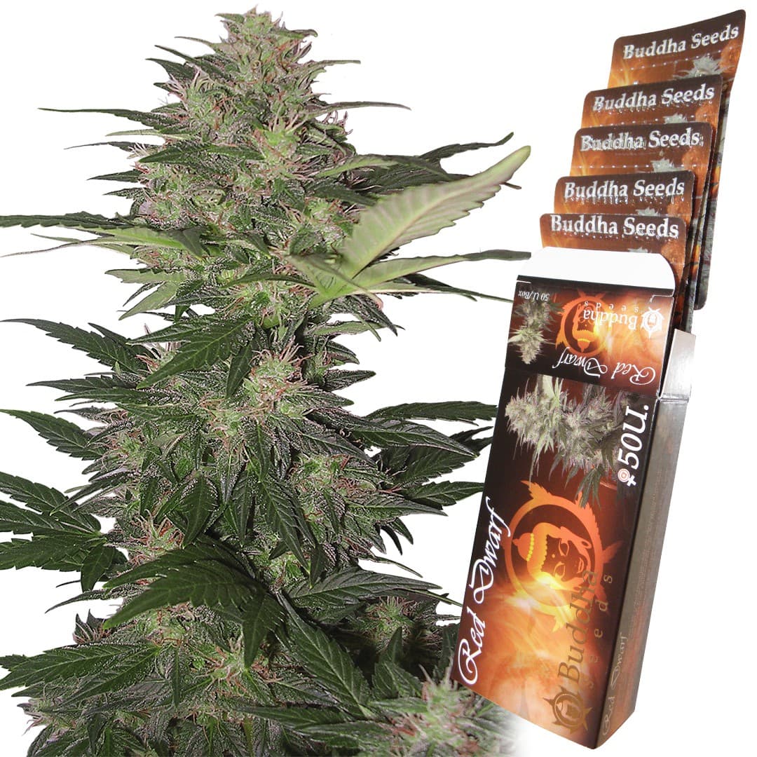 Red Dwarf Auto Seeds