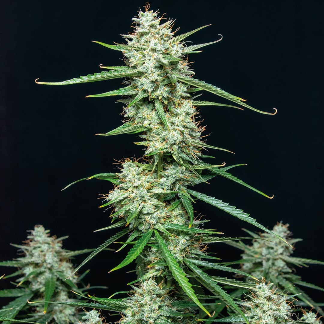Syrup Auto Seeds