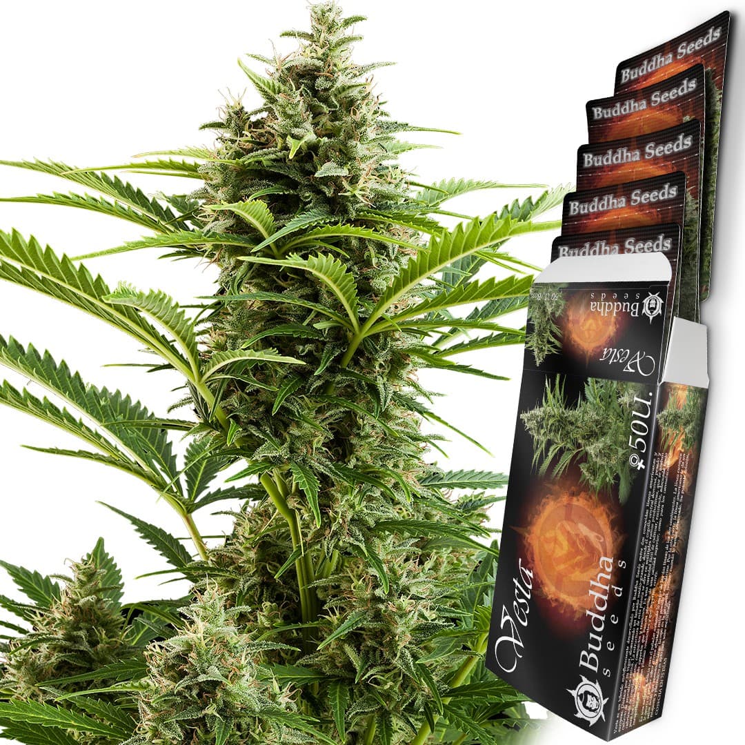Vesta Auto Seeds