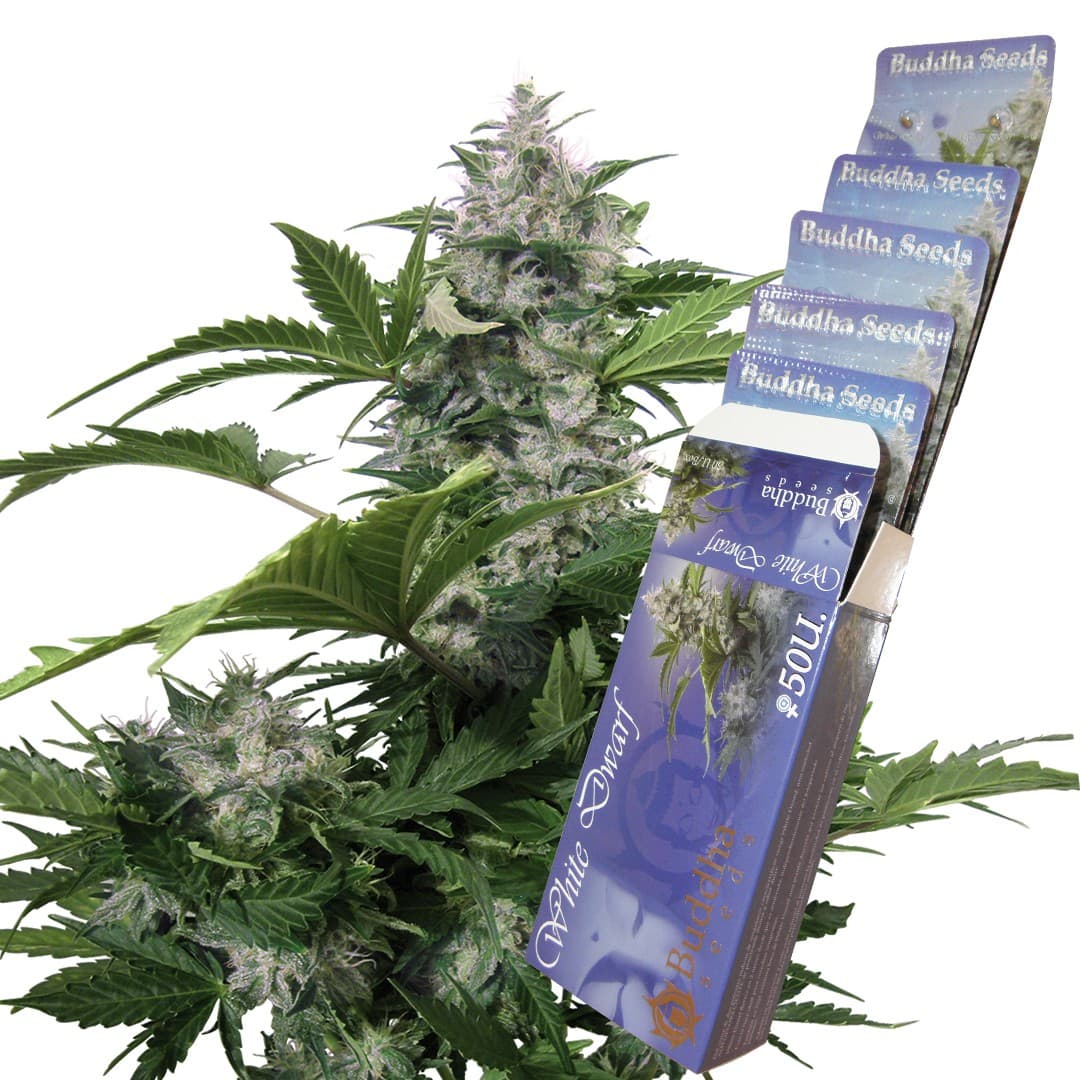 White Dwarf Auto Seeds