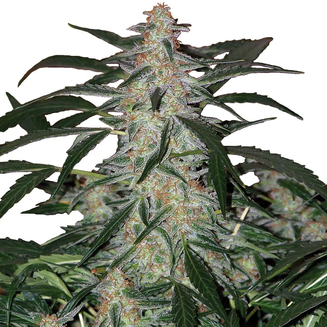 Deimos auto Seeds