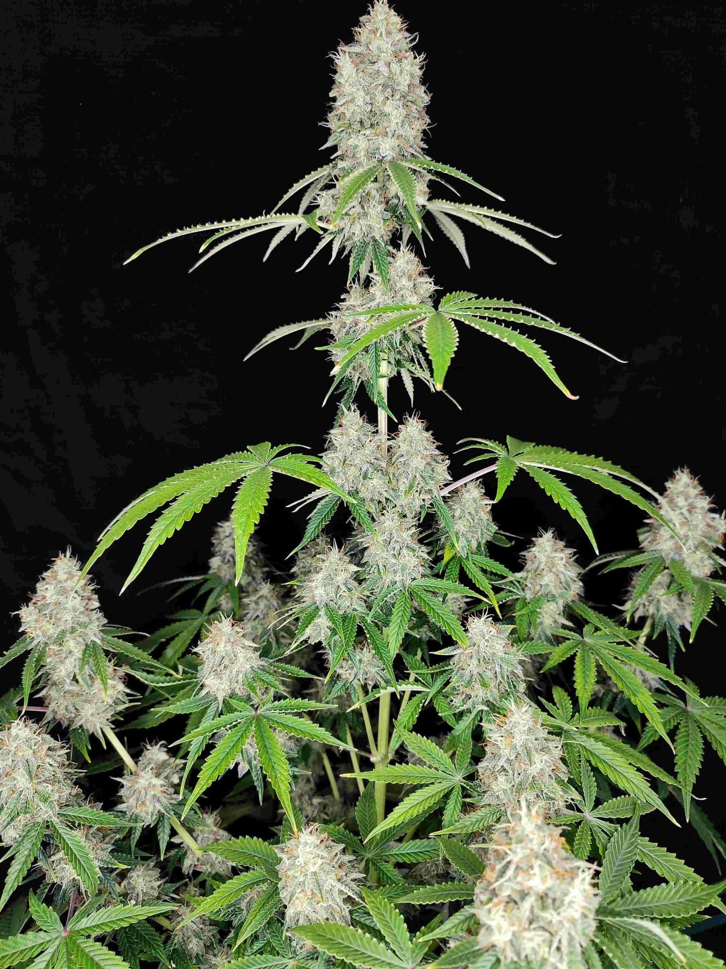 Magnum Auto Seeds