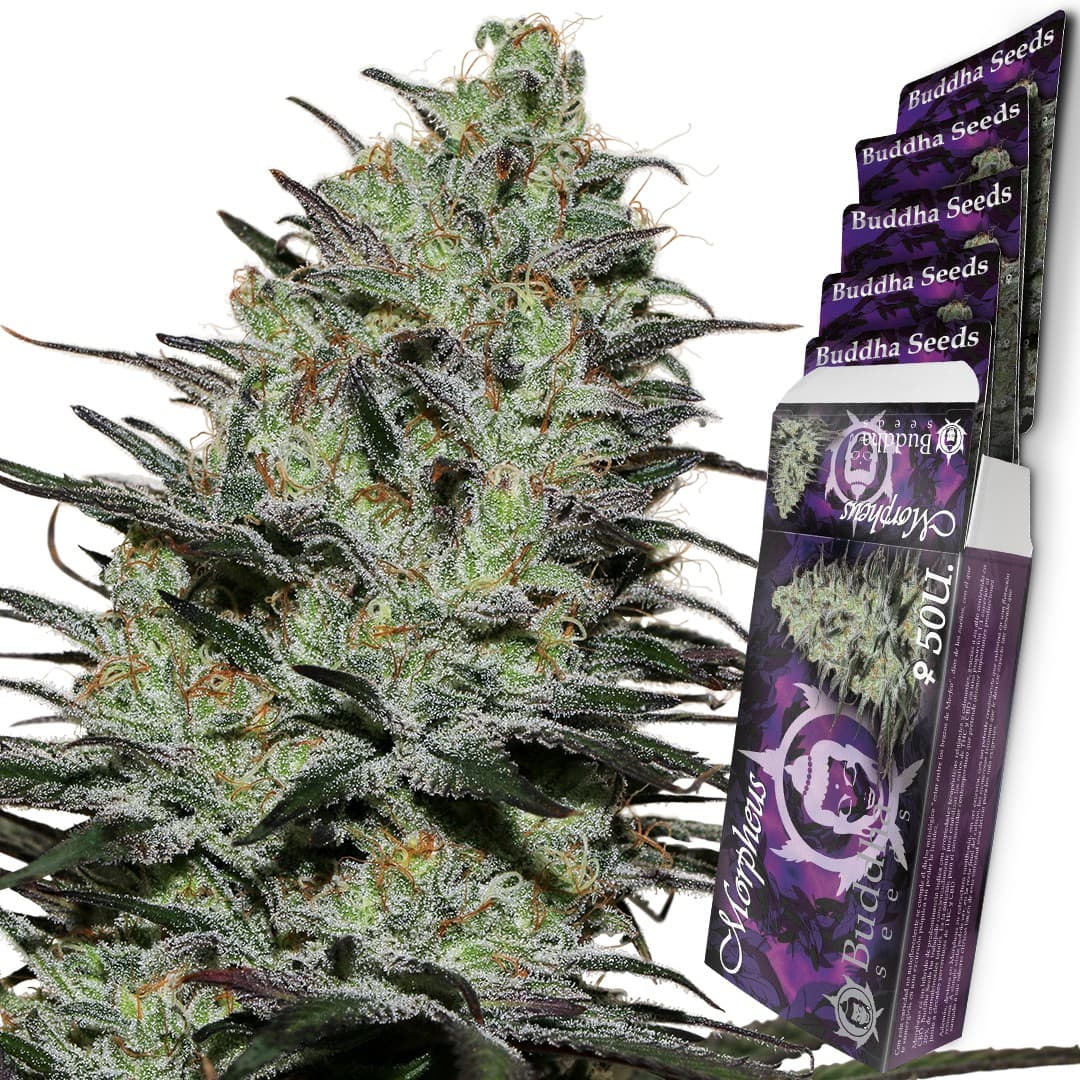 Morpheus Seeds