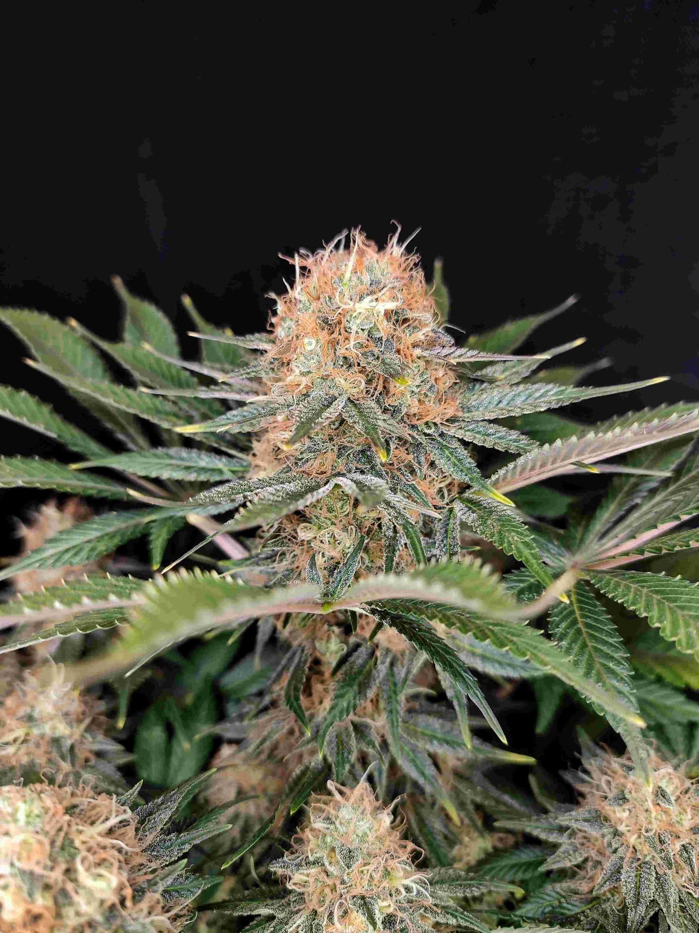 Panakeia High Terpenes Seeds