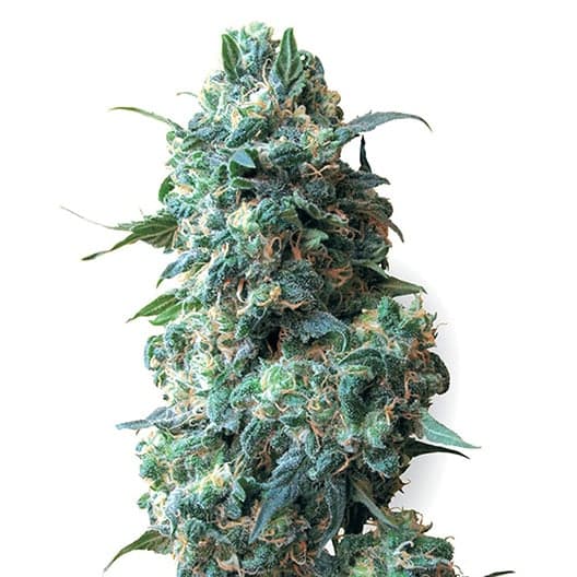 Athabasca CBD Seeds