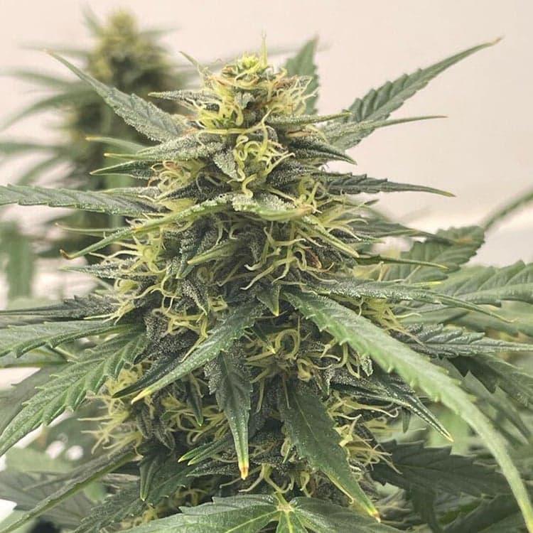 BCN Diesel CBD Seeds