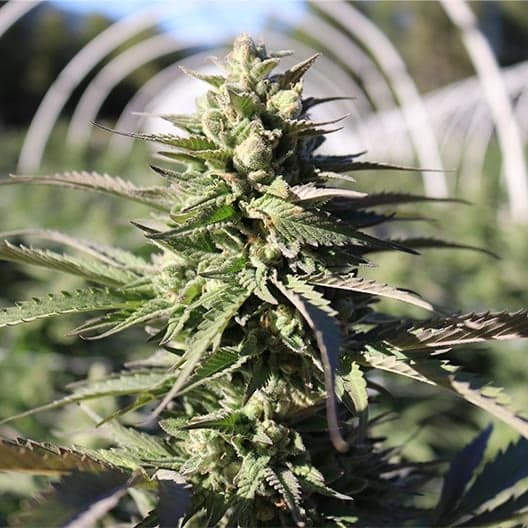 Black Cherry Gelato Seeds