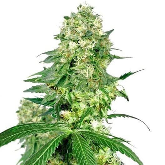 Blue Shark CBD Seeds