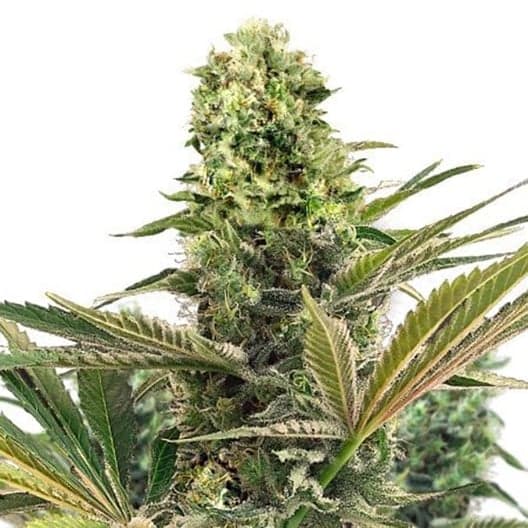 Caramel CBD Seeds