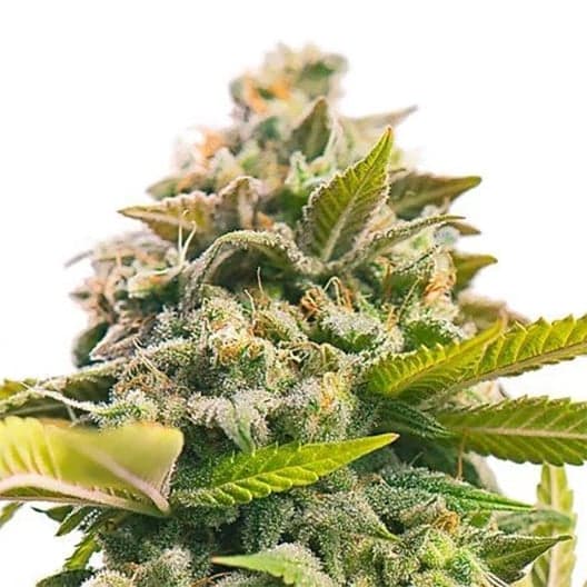 Fast Eddy CBD Seeds