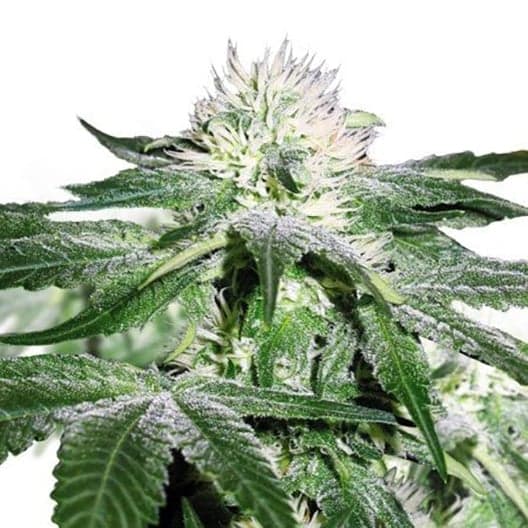 Haze CBD Seeds