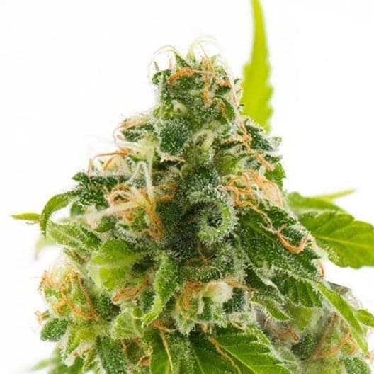 MediHaze CBD Seeds