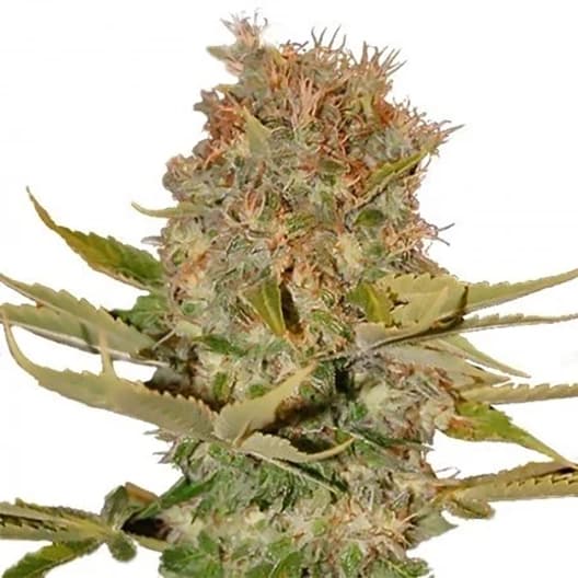 OG Kush CBD Seeds