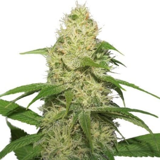 SharkShock CBD Seeds