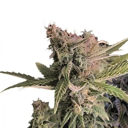 Sweet and Sour Widow CBD Seeds