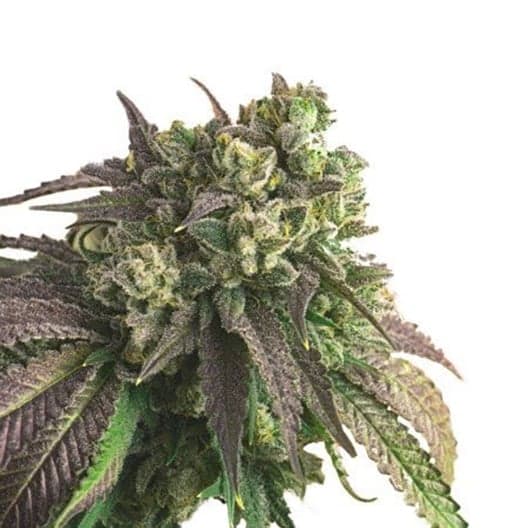 Therapy CBD Seeds