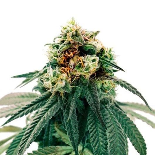 Dance World CBD Seeds