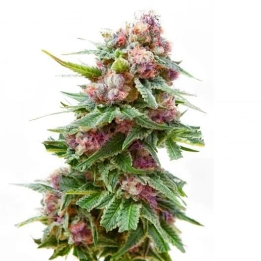 Dancehall CBD Seeds