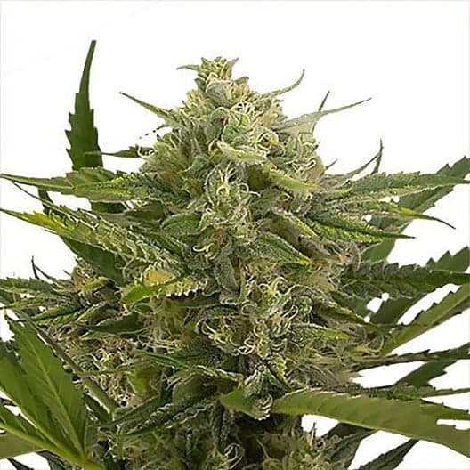 Divine CBD Seeds