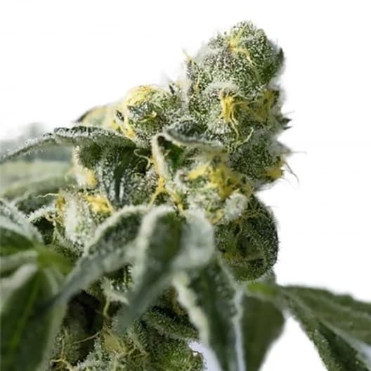 Harle-Tsu CBD Seeds