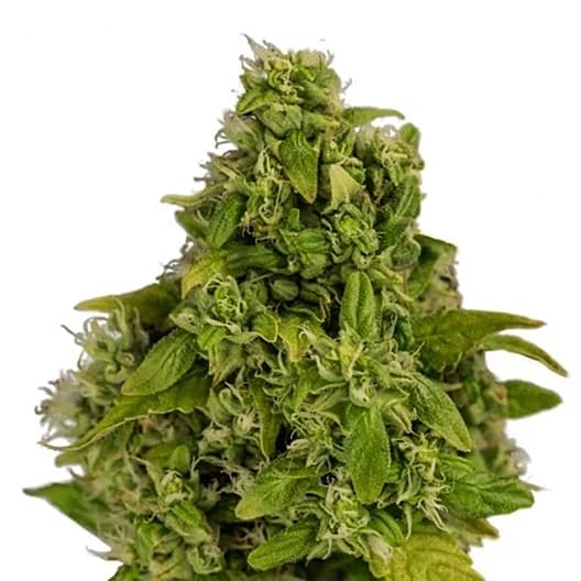 Katsu Kush CBD Seeds