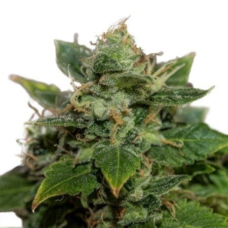 Mataro Blue CBD Seeds