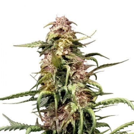 MedGom CBD Seeds