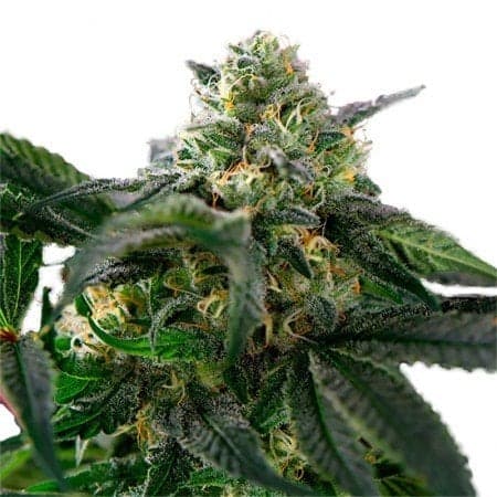 Nordle CBD Seeds