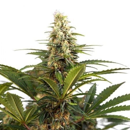 Pennywise CBD Seeds