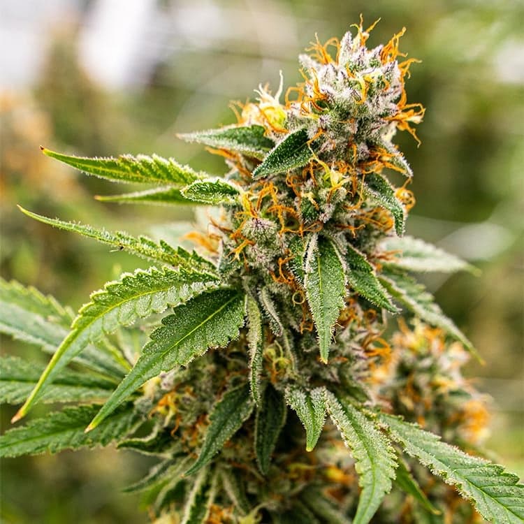 Pure Haze Seeds
