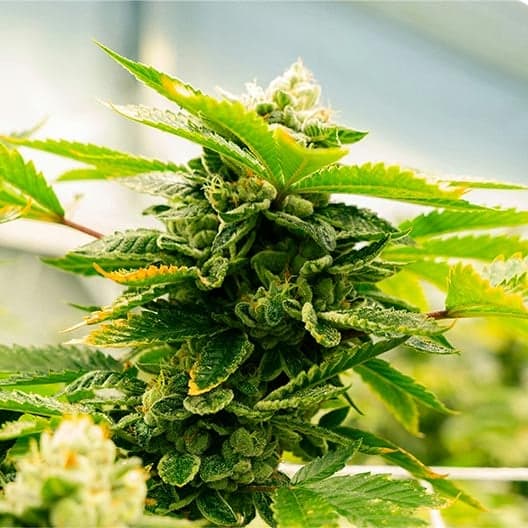 Red Dragon Seeds