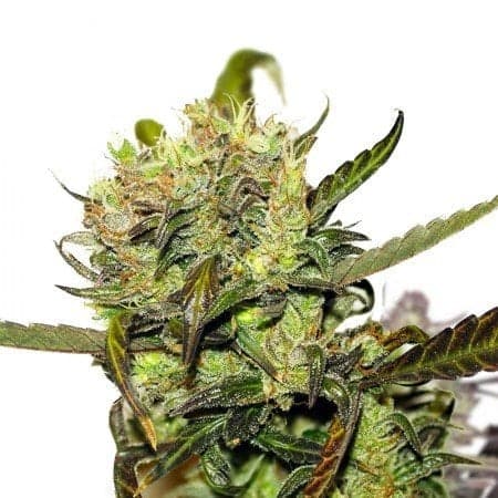 Remedy CBD Seeds