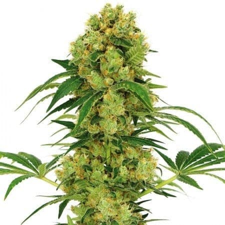Stephen Hawking Kush CBD Seeds