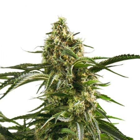 Zen CBD Seeds