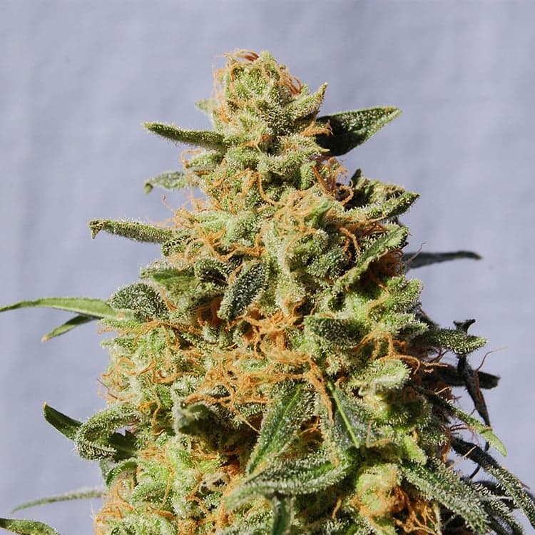 Afgoo Seeds