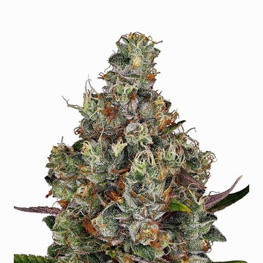 Agent Tangie Auto Seeds