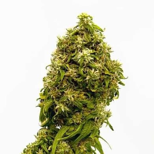 AK-47 Seeds