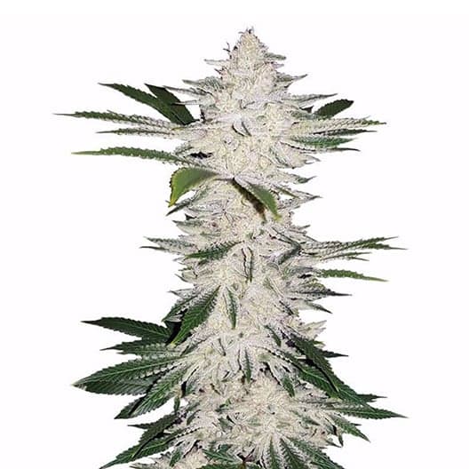 American Kush Auto Seeds