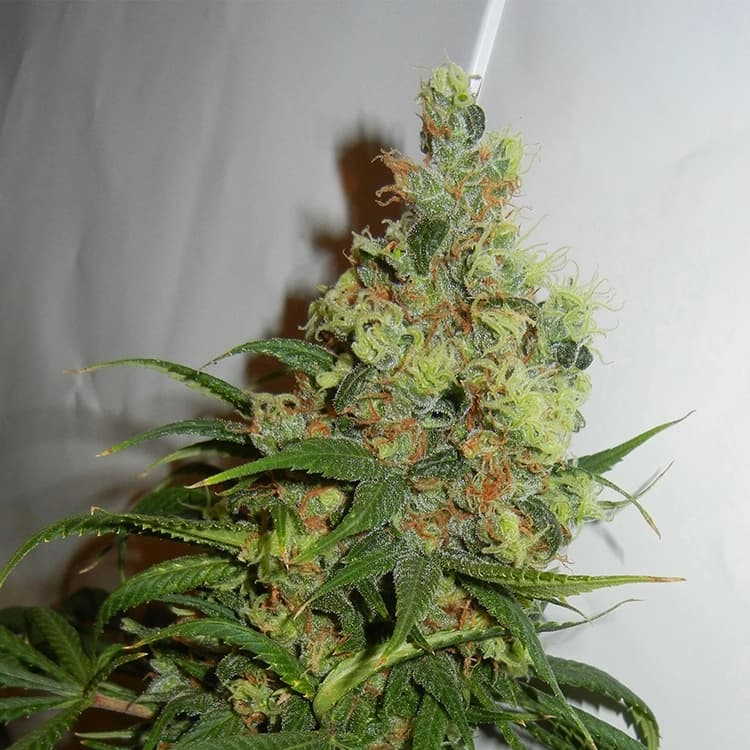 Amnesia Haze Auto Seeds