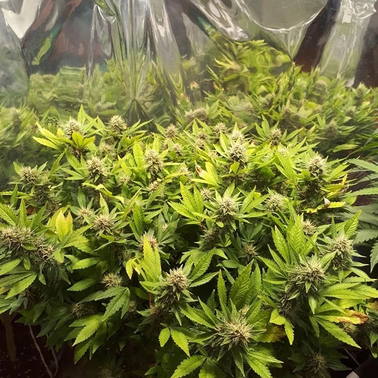 Amnesia Lemon Fast Version Auto Seeds